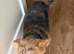 Yorkie x