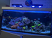 Mixed Marine fish, Invertebrates, corals, plants, rock and substrate