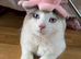 Male cat ready to find a new home with his belongings