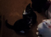 3 sweet Kittens