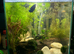 Full setup male betta