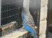 Blackface budgies for sale
