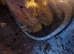 Bearded dragon