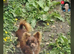 Tiny chihuahua long coat girl