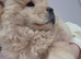 Chow chow puppies