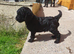 Standard poodle puppies kc registered
