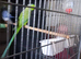 breeding pair of Ringnecks