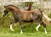 Quality Welsh Section A Show Filly Bred In The Purple