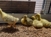 Embden goslings for sale