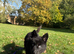 German shepherd Mix female pup