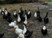 Cayuga/Pekin cross ducks - various ages & colours