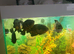 5 tiger Oscar's