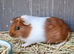 Male guinea pig ready to leave