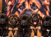 Exceptional Long-Haired German Shepherd Puppies