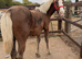 Gorgeous silver dapple with flaxen mane & tail filly