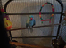 Tiny Tim Blue ringneck for sale