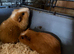 Two boar brothers