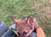 9 weeks old (boy)