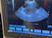 Canine ultrasound scanning