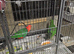 Australian king parrots