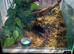 Female Mexican Red Knee Tarantula
