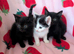 British Blue x kittens, wormed/flead/litter trained £80