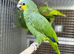 Amazon parrot