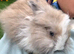 Angora x lion head