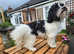 Beautiful Pedigree Havanese for stud