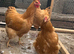 buff orpington