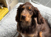 Girl spaniel