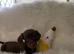 Miniature Dachshund puppies