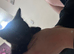 kittens one girl left ginger
