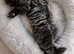 Stunning 4 Month Old Long Haired Male Kitten