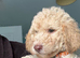 F1B MINI GOLDENDOODLE PUPPIES – READY NOW