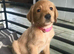 Beautiful happy F1 Labradoodle puppies