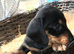 KC REG. PRA CLEAR PUPPIES