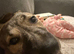 Staff cross terrier