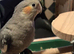 Beautiful hand reared cockatiel chick