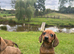 Dachshund dash puppies red dapple