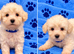 Beautiful Poochon Toy Puppies Looking for Their Forever Homes ️