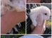 2 Gorgeous Little Girl Mini Lops.