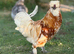 Polish cockerel