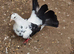 Black tail fantail fancy pigeon for sale