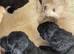 F1 mini golden doodles