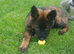 9 year old German shepherd female full German shepherd but no kc papers as wasn’t registered