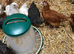 Happy, healthy, 7 week old pullets.