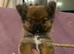 Griffon x Pomeranian girl for sale