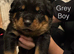 Rottweiler puppies