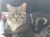 Cat for sale
